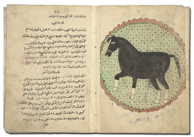 WMS Arabic 235